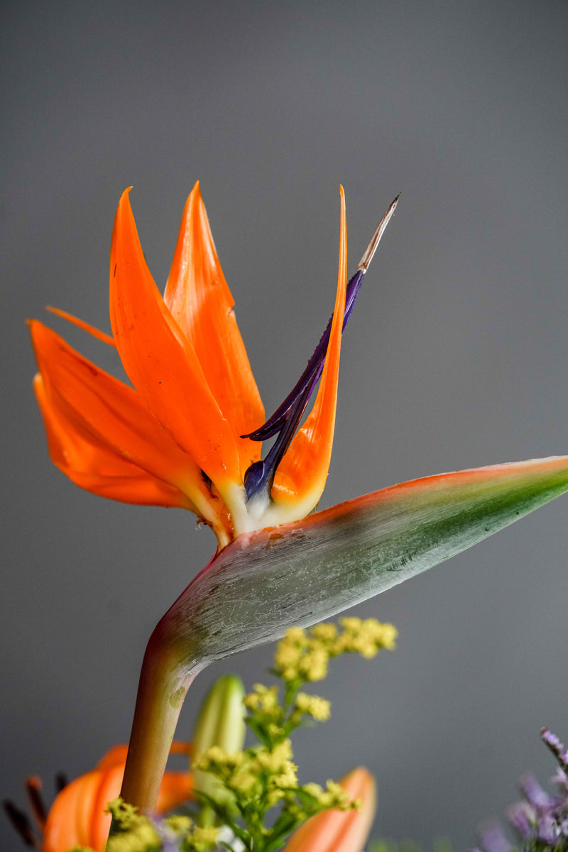 Exotic Cocktail