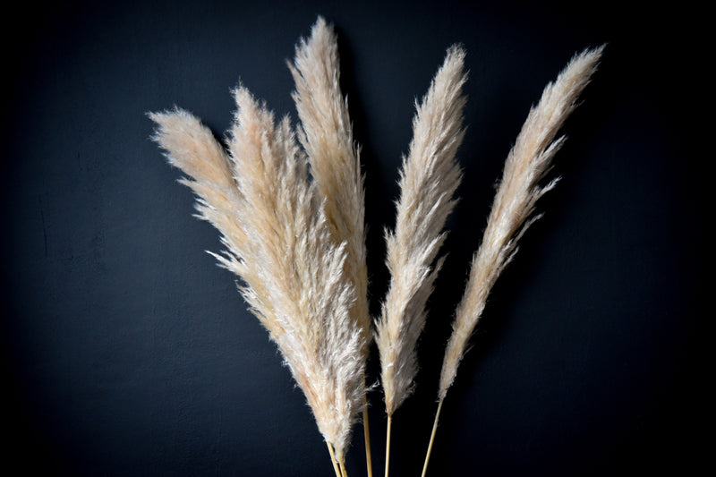 Pampas Natur Weiß 5Stk