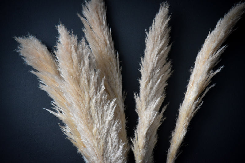 Pampas Natur Weiß 5Stk