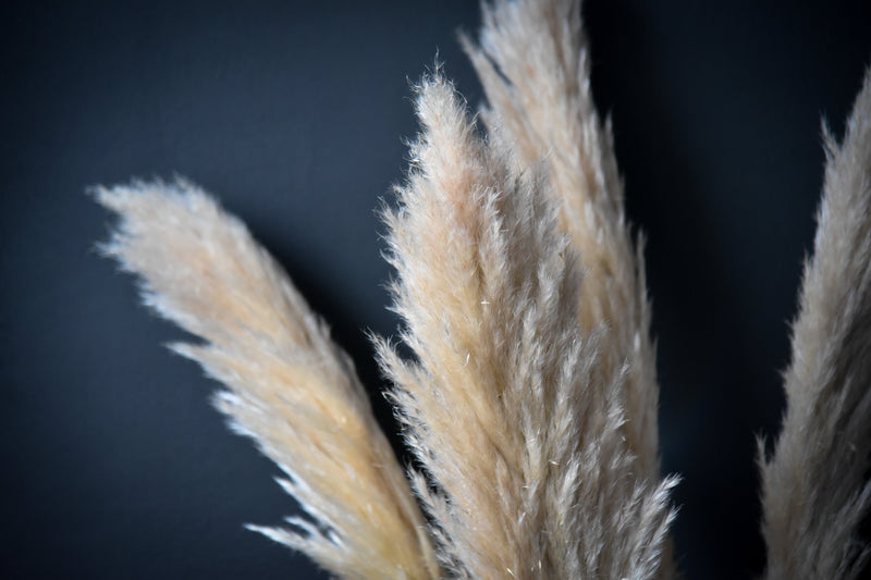 Pampas Natur Weiß 5Stk