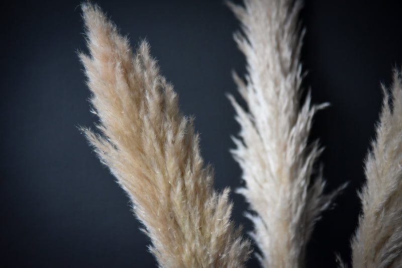 Pampas Natur Weiß 3Stk
